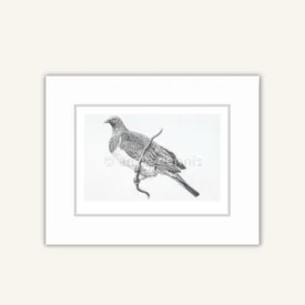 "Kereru" A4 Matted Print - Tara Cassidy