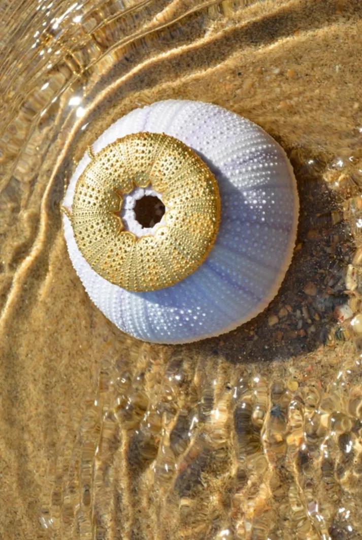 Sea Urchin Pendant Necklace